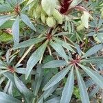 Helleborus foetidus Leaf