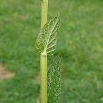 Verbascum phoeniceum Leaf