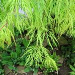 Acer japonicum Ліст