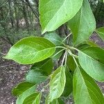 Malus spectabilis Fuelha