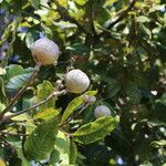 Khaya anthotheca Frukto