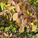 Callicarpa americana Hoja