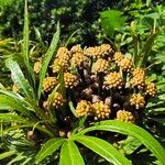 Osmoxylon lineare Fruit