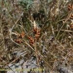 Carex liparocarpos Hábito