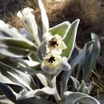 Pardoglossum cheirifolium Fiore