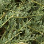 Astragalus terraccianoi পাতা