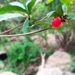 Synsepalum dulcificum Fruit