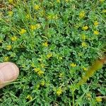 Medicago minima 整株植物