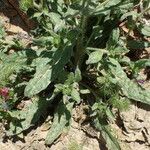 Echium creticum Blatt