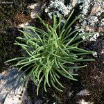 Lewisia rediviva Habit