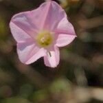 Convolvulus erubescens Flower