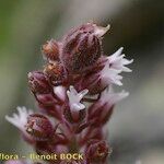 Saxifraga florulenta その他の提案