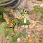 Solanum chenopodioides Цветок