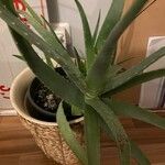 Aloe vera Лист