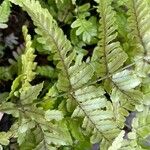 Dryopteris erythrosora 其他