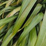 Phormium tenax Leaf