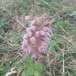 Petasites hybridus Çiçek