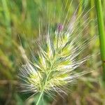 Cynosurus echinatus Flower