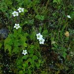 Parnassia nubicola عادت