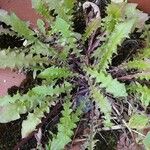 Crepis leontodontoides Leaf