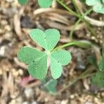 Oxalis debilis পাতা