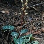 Pyrola picta Plante entière