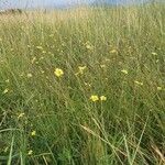 Linum volkensii Hàbitat