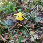 Narcissus minor Fleur