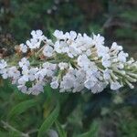 Buddleja albiflora Кветка