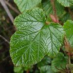 Rubus tricolor Leaf