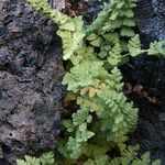 Woodsia oregana Hábitos