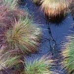 Carex stricta Feuille