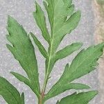 Patrinia scabiosifolia Leaf