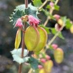 Bossiaea aquifolium