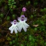 Cynorkis fastigiata Flower