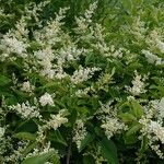 Ligustrum sinense عادت داشتن