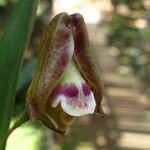 Polystachya galeata Flower