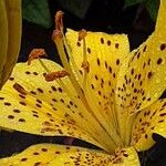Lilium lancifolium Žiedas