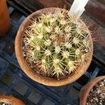 Melocactus conoideus