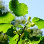 Morus alba Hoja