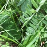 Vicia incana Leaf