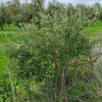 Salix purpurea Blad