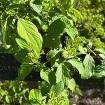 Cornus hemsleyi Leaf