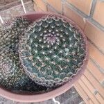 Mammillaria heyderi Fuelha