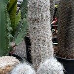 Oreocereus trollii Yaprak