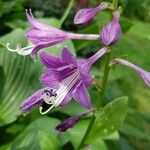 Hosta clausa Flor