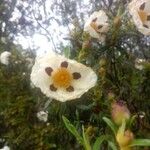 Cistus ladaniferFlower