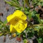 Oenothera biennisFlower