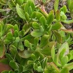 Sedum praealtum Συνήθη χαρακτηριστικά