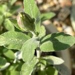 Salvia fruticosa 葉